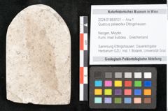 Foto (Objekt + Etikett) von Quercus palaeoilex Ettingshausen (NHMW-GEO-2024-0188-8101)